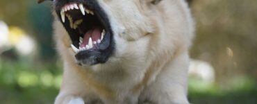 kako-postupiti-kada-vas-ugrize-bijesna-zivotinja-bijesan-pas-kako-hr