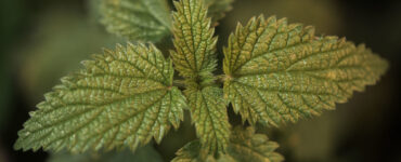 kopriva-biljka-koja-povoljno-utjece-na-normalan-razvitak-i-sastav-krvi